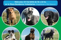 Jornada adopción  y chipeado de mascotas