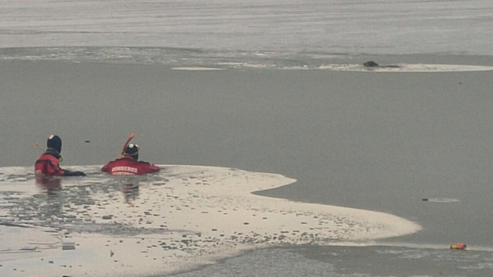 Rescate de canes en la Bahia Encerrada de Ushuaia